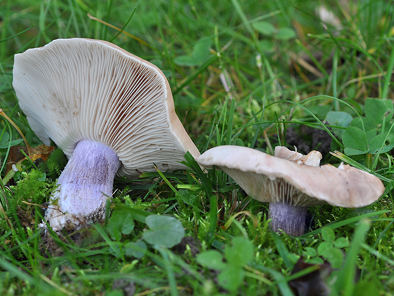 Новости Днепра про Такого не бывает: в Днепропетровской области нашли ранние грибы-синеножки (ФОТО)