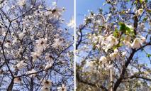 Весна перемогла: у Дніпрі зацвіли перші білі магнолії (ФОТО)