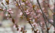 ТОП-8 локаций в Днепре, где можно полюбоваться цветением сакуры и сделать фото