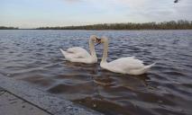 Вода пішла, а лебеді лишились: після повені на набережній Дніпра оселилось пернате подружжя