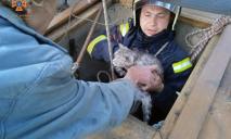 На Дніпропетровщині котик впав у 7-метровий колодязь: його діставали рятувальники