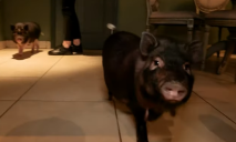 У ресторані в Дніпрі живуть та “працюють” карликові свинки