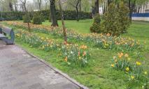 У Дніпрі в сквері Героїв розквітли сотні різнокольорових тюльпанів (ФОТО)