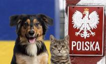 Польша отменила упрощенный ввоз животных из Украины: что изменилось