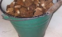 На Днепропетровщине ведрами собирают краснокнижные грибы (ФОТО)