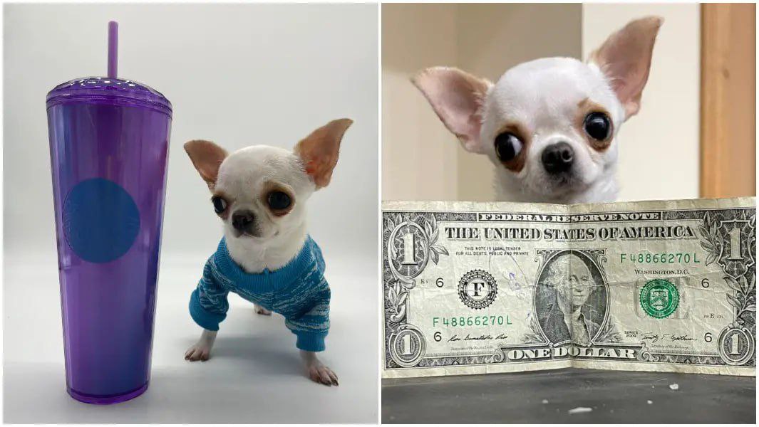 Новости Днепра про Размером с доллар: 9-сантиметровая чихуахуа стала самой маленькой собачкой в мире