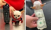 Размером с доллар: 9-сантиметровая чихуахуа стала самой маленькой собачкой в мире