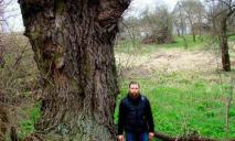 Дива серед нас: на Дніпропетровщині росте 100-річна верба-велетень