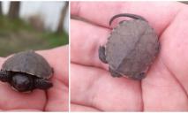 У Дніпрі посеред дороги знайшли дитинча червонокнижної черепахи (ФОТО)
