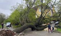 У Дніпрі на вулиці Лізи Чайкіної величезне дерево впало на подвір’я будинку: постраждав собака