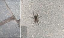 У Дніпрі посеред дороги помітили тарантула, який грівся на сонечку (ФОТО)