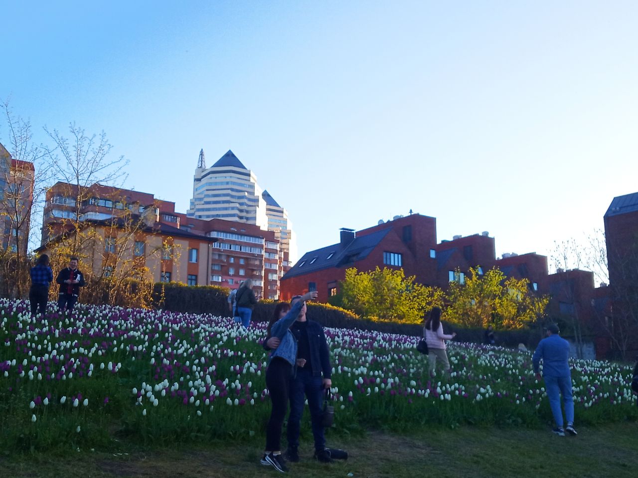 Новости Днепра про Наче поле в Нідерландах: у парку Шевченка розквітли сотні тюльпанів (ФОТО)