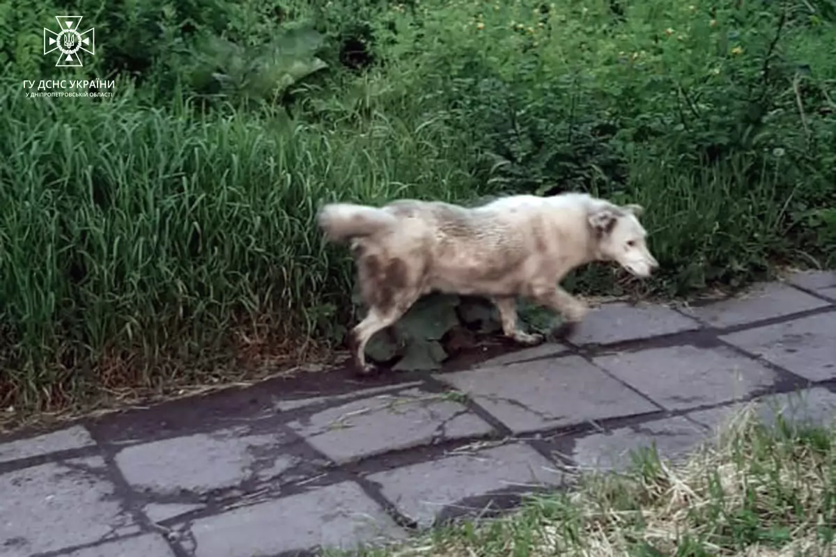 Новости Днепра про Жалібно дивився з ями: на Дніпропетровщині собака потрапив в пастку