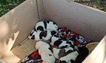 В Днепре выбросили на улицу семерых щенков-«далматинцев» и их маму