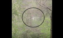 У Дніпрі в парку “Зелений гай” жінка застрягла на канатній доріжці (ВІДЕО)