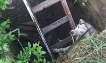 Жалібно дивився з ями: на Дніпропетровщині собака потрапив в пастку
