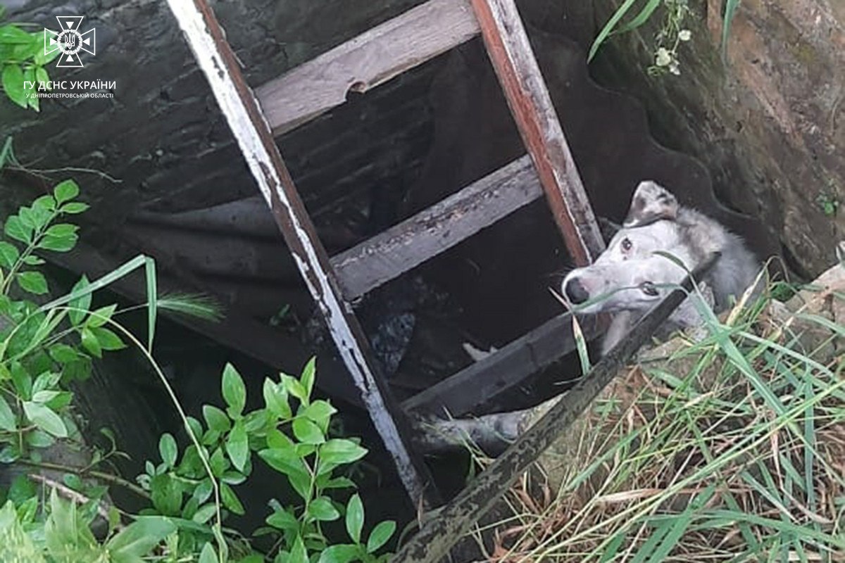 Новости Днепра про Жалібно дивився з ями: на Дніпропетровщині собака потрапив в пастку