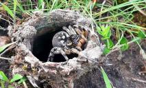 Мають дуже болючу отруту: на Дніпропетровщині помітили тарантула