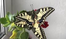 Жители Днепра у себя дома выращивают экзотических краснокнижных бабочек