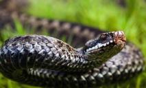 Цьогоріч на Дніпропетровщині три людини постраждали від укусів отруйних змій