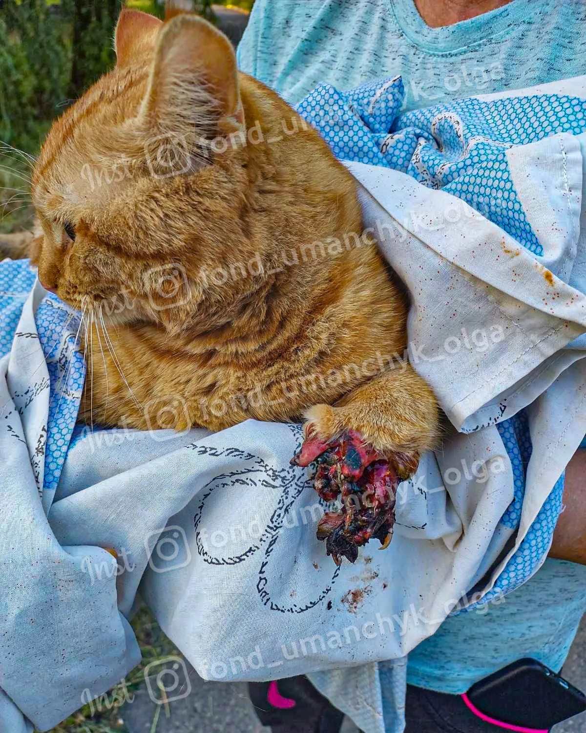 Новости Днепра про Втратив лапку під колесами потяга: у Дніпрі допомоги потребує травмований кіт Янтарик