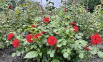 В центре Днепра расцвел легендарный розарий: цветы всех цветов радуги (ФОТО)