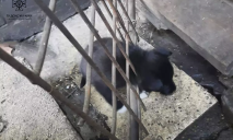 В Кривом Роге ГСЧС-ники спасли щенка, застрявшего в решетке