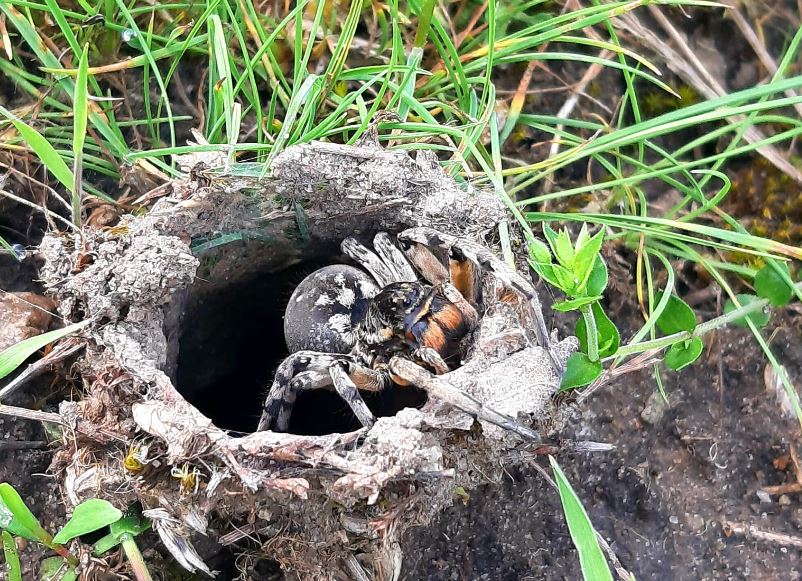 Новости Днепра про На свободном выгуле: на Криворожье проснулись опасные тарантулы