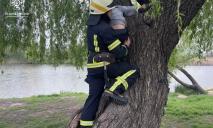 В Днепре снимали с дерева 9-летнего мальчика
