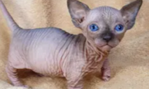 Пишуть, що батьки – ельфи: як виглядає кошеня за 110 тис грн на продаж у Дніпрі (ФОТО)