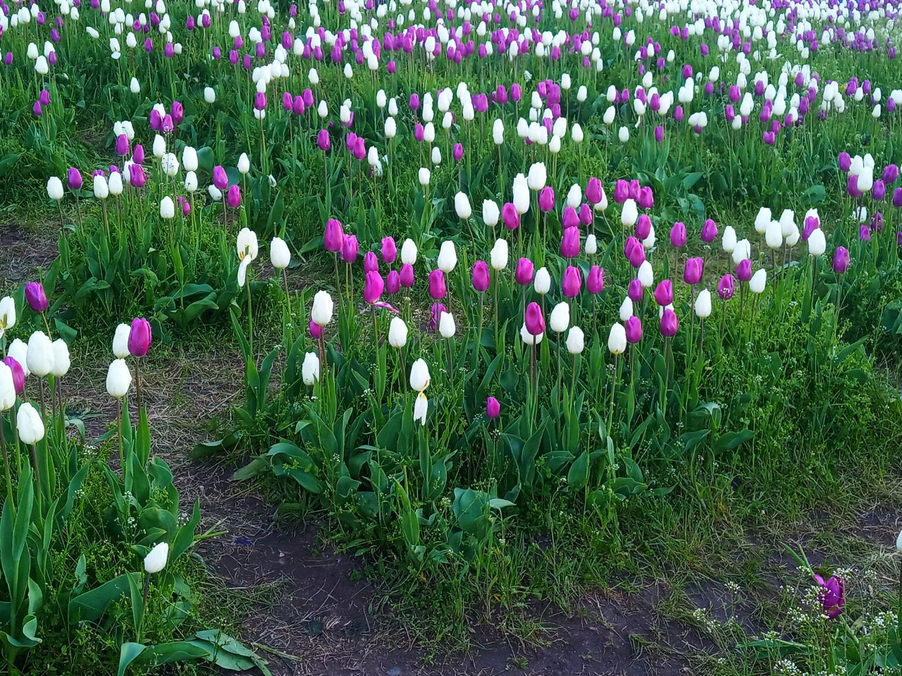Новости Днепра про Наче поле в Нідерландах: у парку Шевченка розквітли сотні тюльпанів (ФОТО)