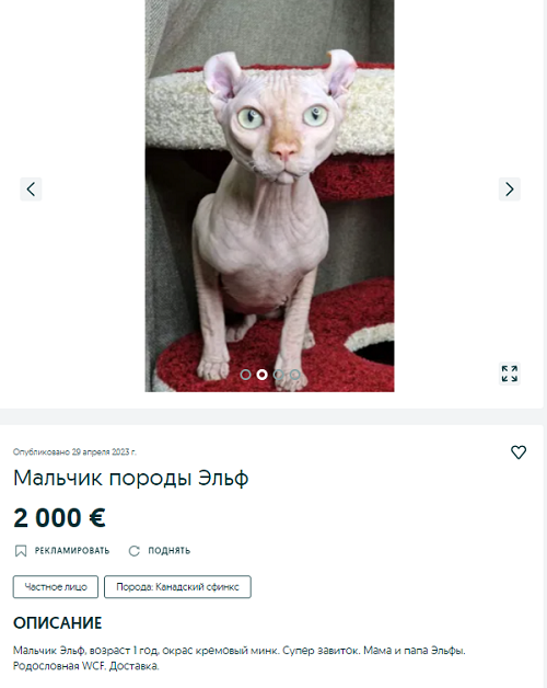 Новости Днепра про Пишут, что родители - эльфы: как выглядит котенок за 110 тыс грн на продажу в Днепре (ФОТО)