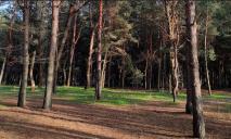 ТОП-5 місць для прогулянок у Дніпрі, про які ви могли не знати: струмок з підсвіткою та ліс в межах міста (ФОТО)