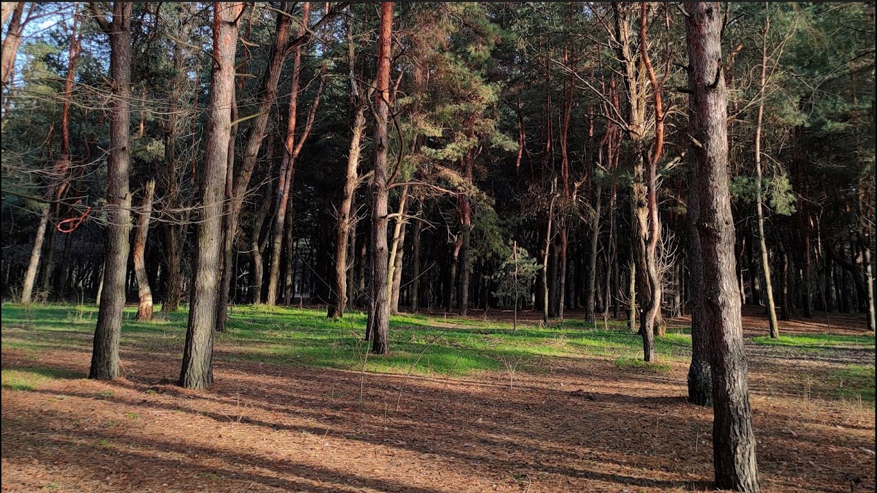 Новости Днепра про ТОП-5 місць для прогулянок у Дніпрі, про які ви могли не знати: струмок з підсвіткою та ліс в межах міста (ФОТО)