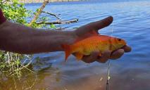 В Днепре на Победе из реки выловили настоящую золотую рыбку (ФОТО)
