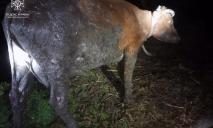 В Днепропетровской области чрезвычайники достали корову из земляной ловушки