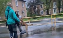 В Днепре возле школы на детей набросились собаки: подробности