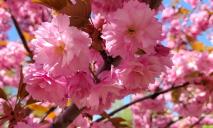 Розовое облако цветов и вытоптанная трава вокруг: как выглядит аллея сакур в ДИИТе (ФОТО)
