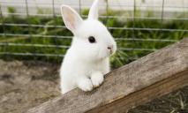 У Дніпрі загубився біленький декоративний кролик поважного віку: подробиці