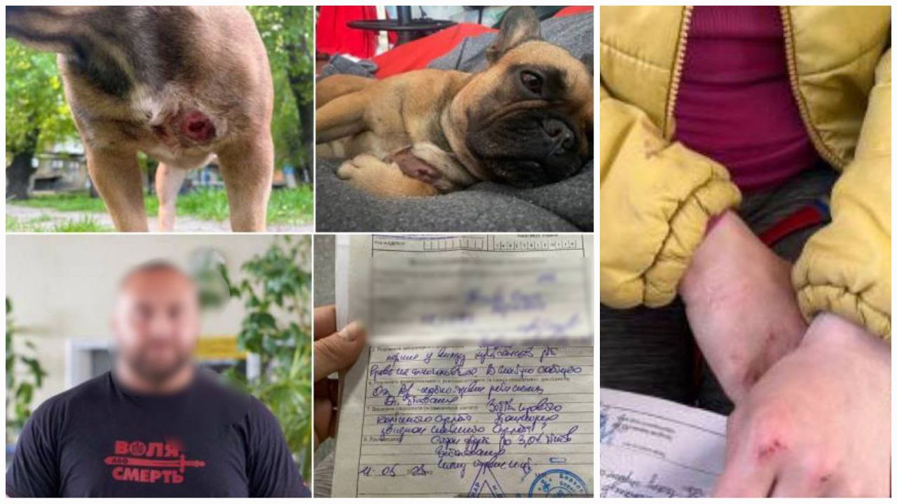 Новости Днепра про В Днепре в парке Глобы агрессивный пес вместе с владельцем напали на женщину с собакой: подробности