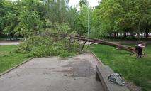 У Дніпрі на бульварі Слави впало величезне дерево: прямо на пішохідну алею