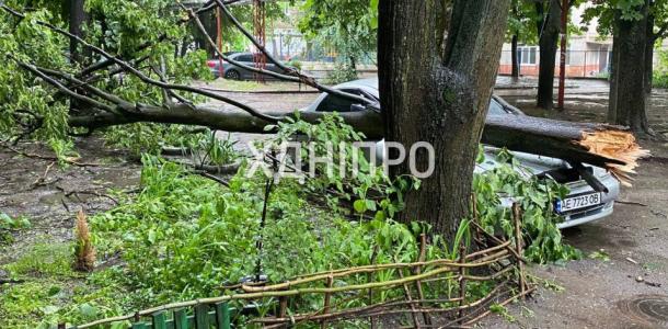 В Днепре во время непогоды дерево свалилось на машину (ФОТО)