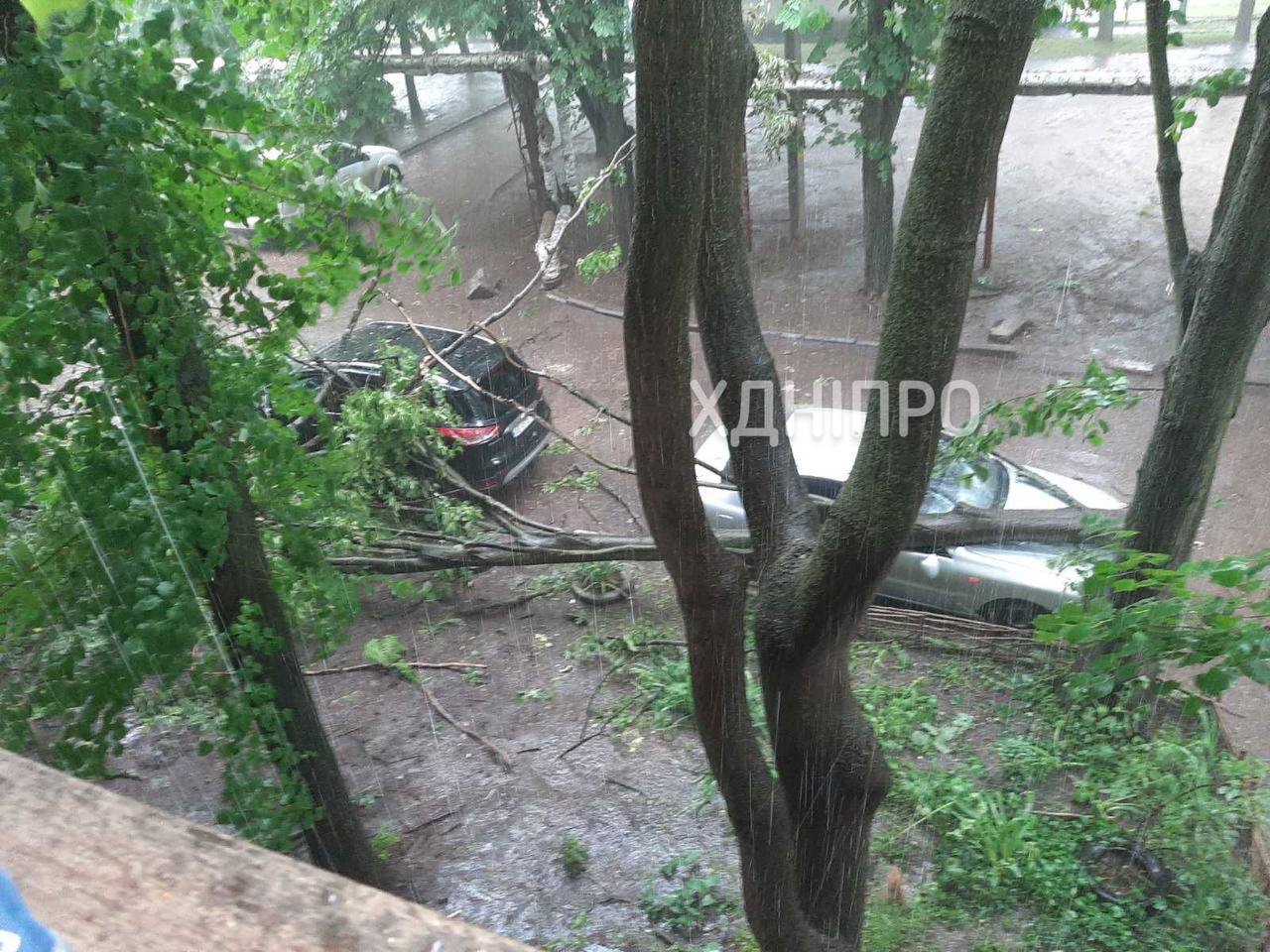 Новости Днепра про В Днепре во время непогоды дерево свалилось на машину (ФОТО)