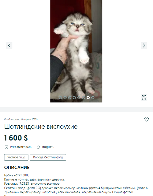 Новости Днепра про Пишут, что родители - эльфы: как выглядит котенок за 110 тыс грн на продажу в Днепре (ФОТО)