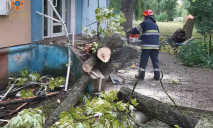 Падали на дорогу та авто: на Дніпропетровщині через негоду стався деревопад (ФОТО)