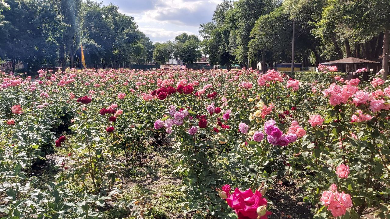 Новости Днепра про 50 відтінків рожевого: у парку Глоби розквітло трояндове 
