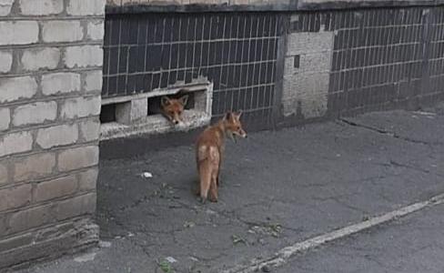 В Кривом Роге в подвале одного из домов поселились лисы