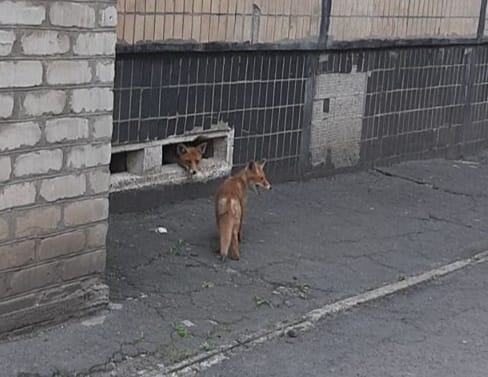 Новости Днепра про В Кривом Роге в подвале одного из домов поселились лисы