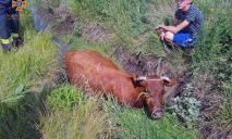 На Дніпропетровщині рятувальники дістали з пастки корову (ФОТО)