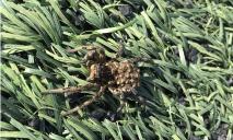 В Днепре заметили самого большого паука в Украине с десятком деток на спине (ФОТО)